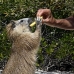hutia_desmarest_jar_v_1588_cub3530_crop.jpg